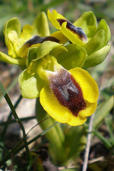 Ophrys jaune
